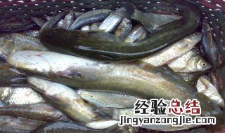 鲶鱼刮鱼鳞最简单的方法 鲶鱼怎么刮鳞