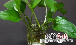 什么植物水培效果好 水培植物哪种好