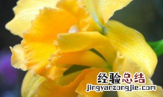 西洋水仙的花语是什么 大西洋水仙花语