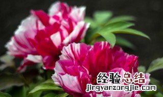 洛阳牡丹发源地在哪 洛阳牡丹起源于哪里