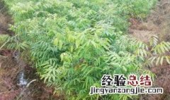 无患子树盆栽 无患子树的种植方法