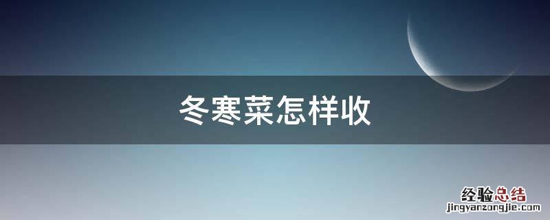 冬寒菜怎样收