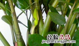 养什么植物好招财 寓意招财的植物