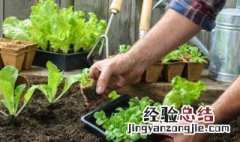 阳台小白菜的种植方法 阳台白菜怎么种植