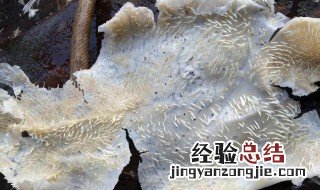 家禽脱毛蜡使用方法 家禽脱毛蜡使用方法视频