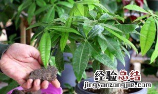 冬天家里养什么植物好 冬天家里养什么植物