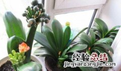 新房养什么植物好 新房养什么植物比较好