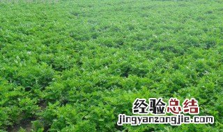 南沙参种植技术与栽培管理视频 南沙参种植技术与栽培管理