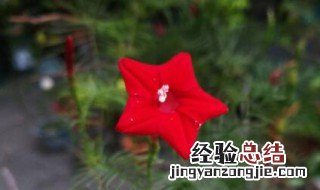 水萝卜几天一浇水 茑萝几天浇一次水