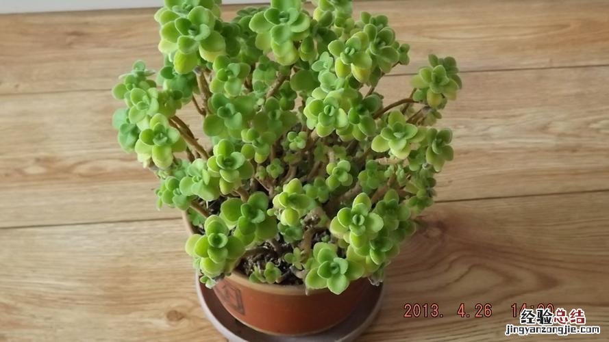 碰碰香有毒吗，如何养殖