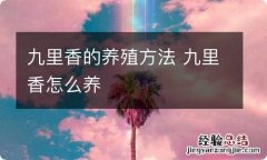 九里香的养殖方法 九里香怎么养