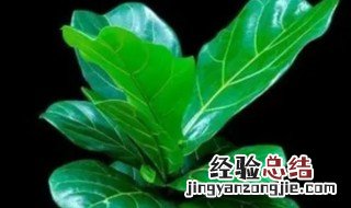 琴叶榕养植方法修剪视频 琴叶榕养植方法修剪