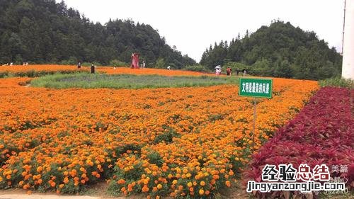 望城有哪些景点