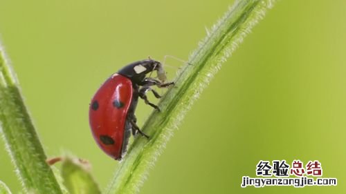 哪些昆虫属于益虫