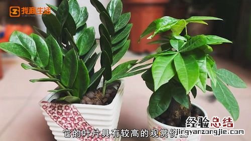 适合室内养的植物