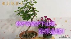 黄栌盆景怎么修剪