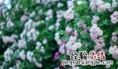 蔷薇花秋季必须修剪吗 蔷薇花冬季需要修剪吗