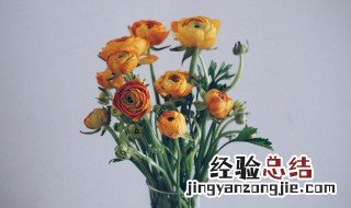 西洋牡丹花怎样种植 西洋牡丹花怎样种植方法