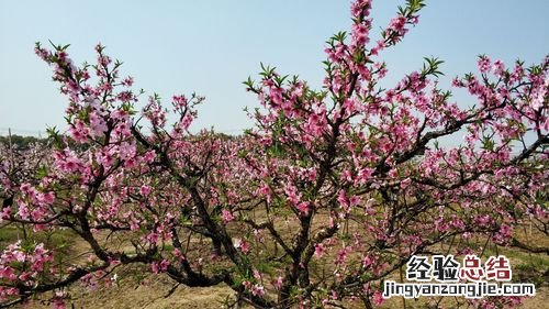 桃园市有哪些景点