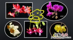 四季花是什么花