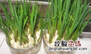 蒜用水种的方法 水里种大蒜的方法介绍