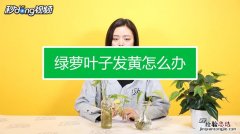 误食绿萝叶子会中毒吗