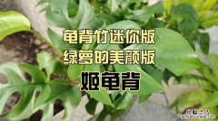 姬龟背怎么养，姬龟背图片