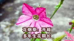 花烟草种子怎么种