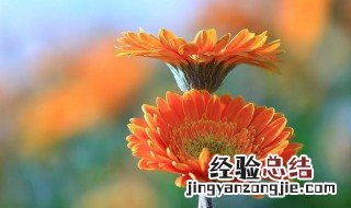 非洲菊什么时候播种 非洲菊什么时候播种什么时候开花