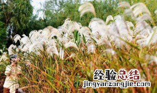 芦苇什么时候开花 芦苇什么时候开花,花是什么颜色?