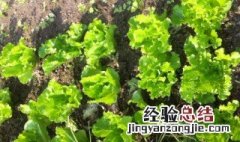 生菜移栽的方法 生菜怎么移栽好