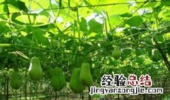 合掌瓜种植方法 合掌瓜种植方法简单介绍