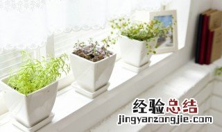 水仙花根须太长能剪吗 水仙的根须长了可以剪短吗