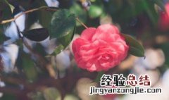 哪些花不可以放在卧室? 什么花不能放在卧室里面呢