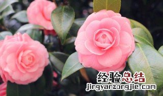 茶花怕冻死吗 茶花冬天在室外会冻死吗