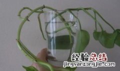 水培生根要换水吗 水培生根用什么水