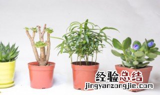 塑料盆栽花有毒吗 塑料花盆种蔬菜有毒吗