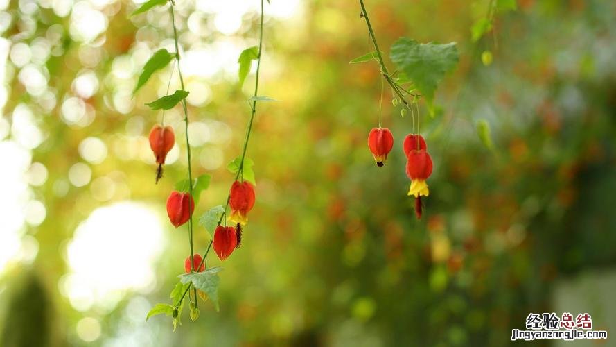 蔓性风铃花怎么浇水