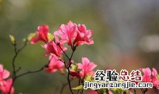 杜鹃花寓意及象征是什么 杜鹃花寓意及象征