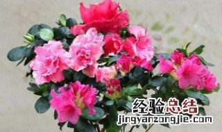 杜鹃花为什么是禁花 一般人家里为什么不养杜鹃花