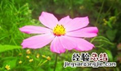 格桑花的寓意和象征着 格桑花有什么寓意?