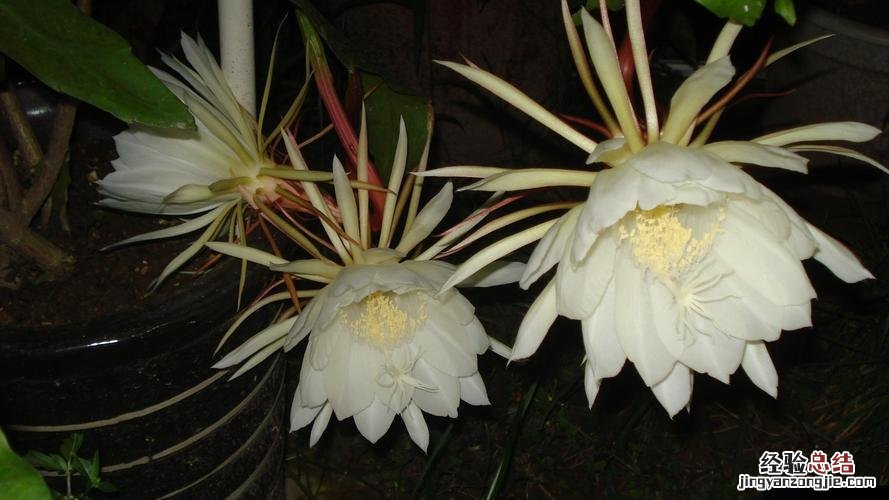 昙花的花期是多长时间，开花代表什么预兆