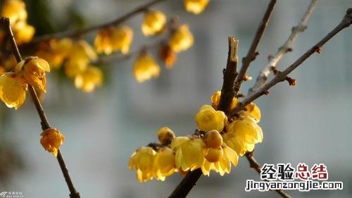 腊梅多开花的技巧