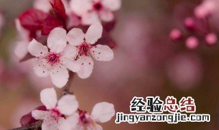 形容赏花的心情短语 形容赏花的说说
