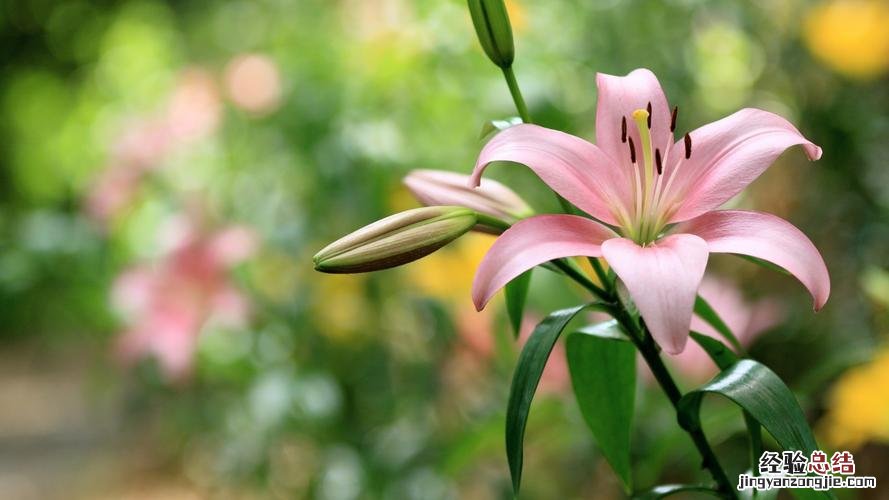 百合花语，百合花的寓意