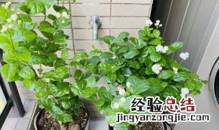 茉莉花什么时候搬出室外 茉莉花啥时间搬出室内