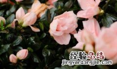 杜鹃花开败后如何修剪枝条视频 杜鹃花开败后如何修剪