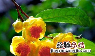 金花茶怎么泡 怎么泡金花茶