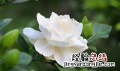 枙子花秋天怎么管理 枙子花春季怎么养