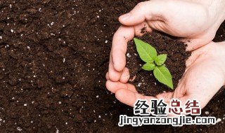 菠萝蜜种子怎么种盆栽图片 菠萝蜜种子怎么种盆栽